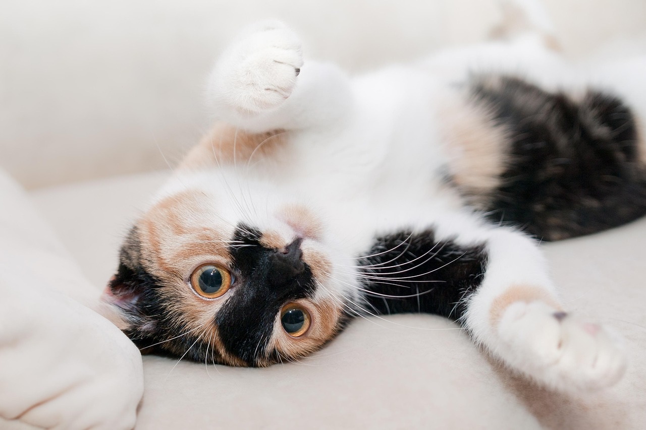 Calico cat lying on its back with wide golden eyes