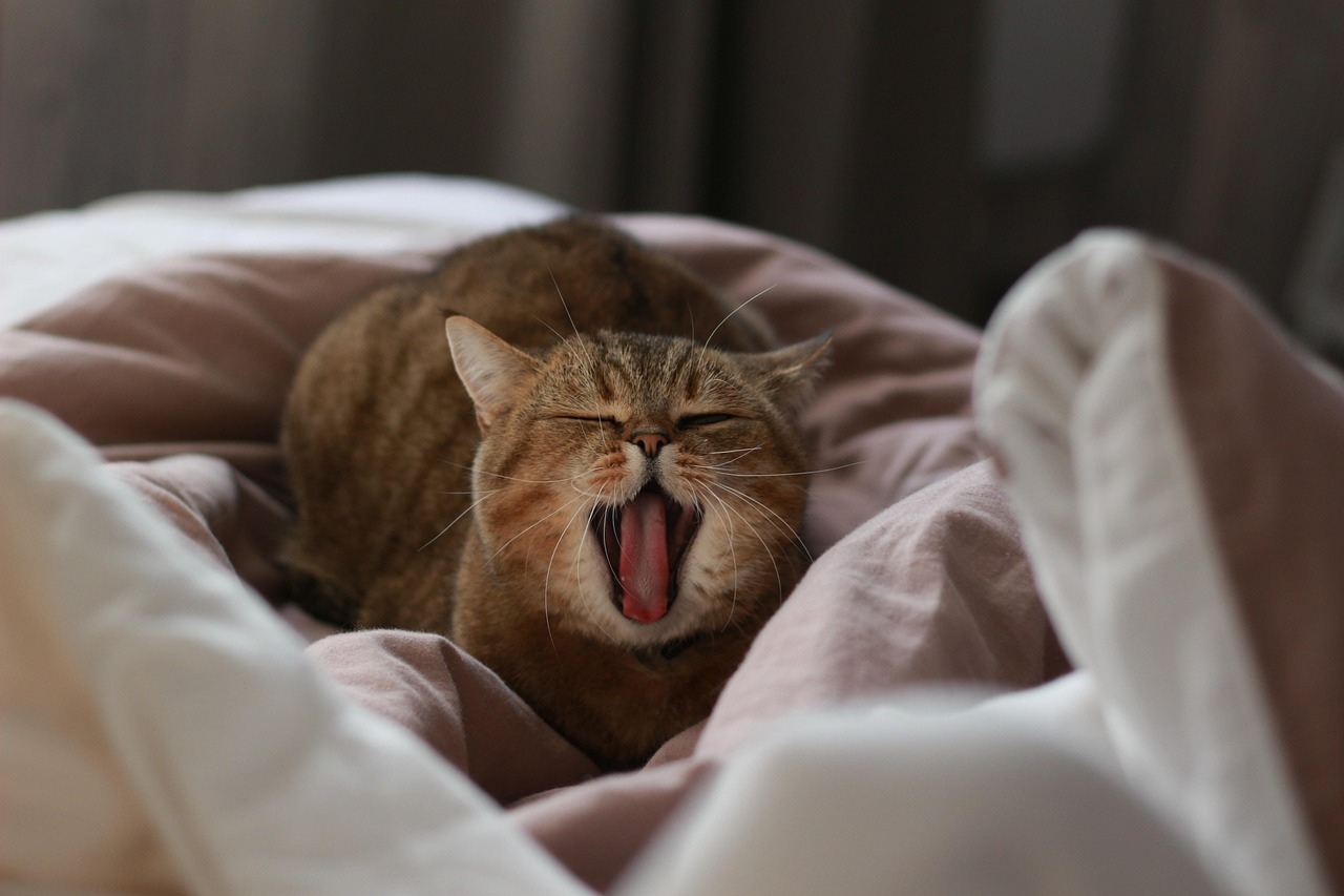 Chubby golden tabby cat yawning with eyes closed, curled inside soft bed linens