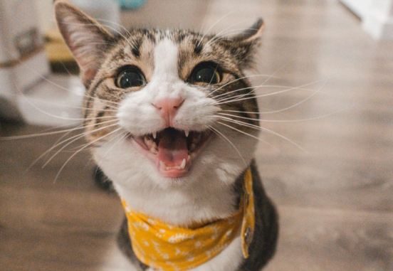 Close-up excited tabby cat with yellow bandana meowing at camera