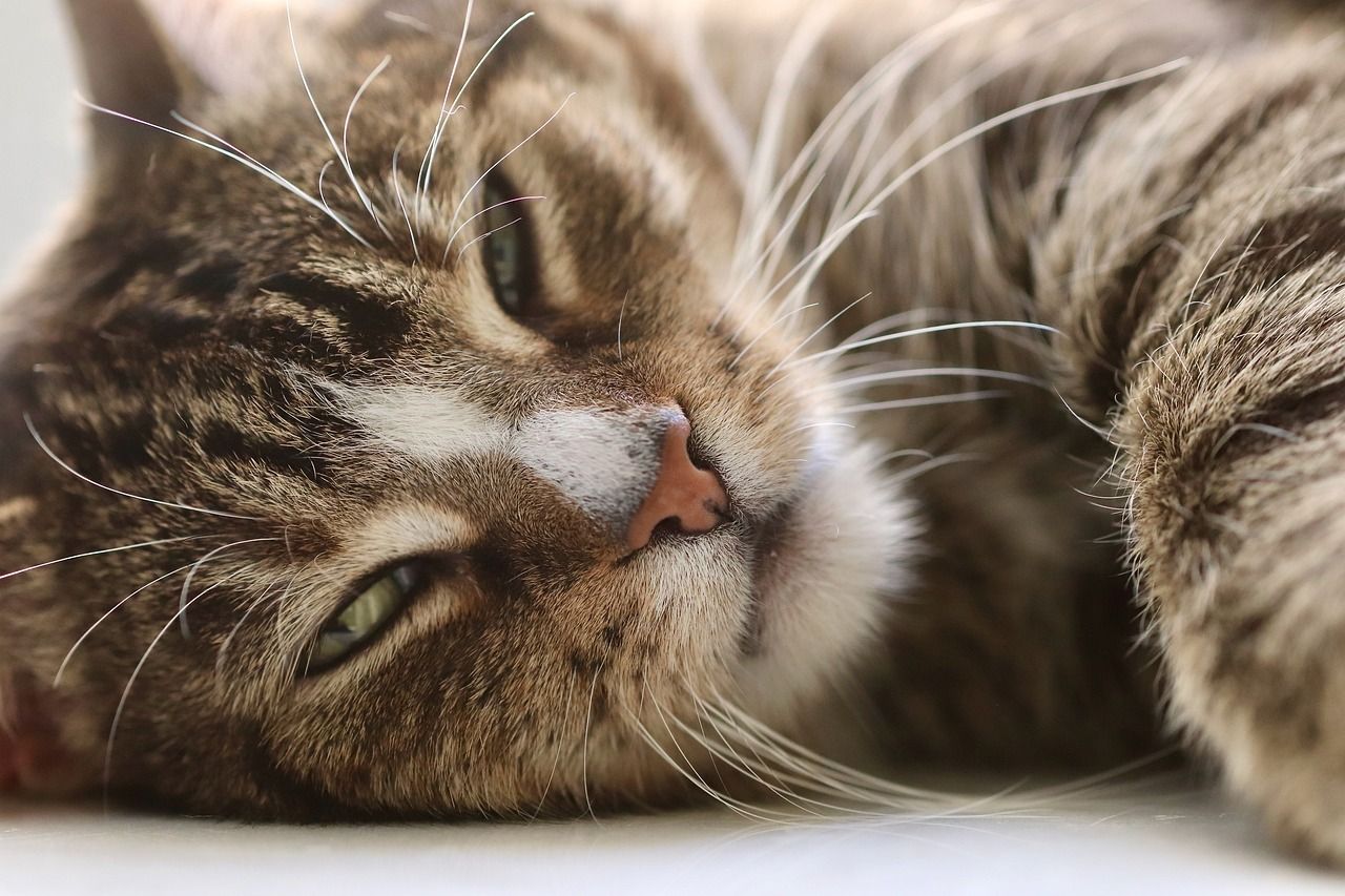 Close-up of a relaxed tabby cat lying down