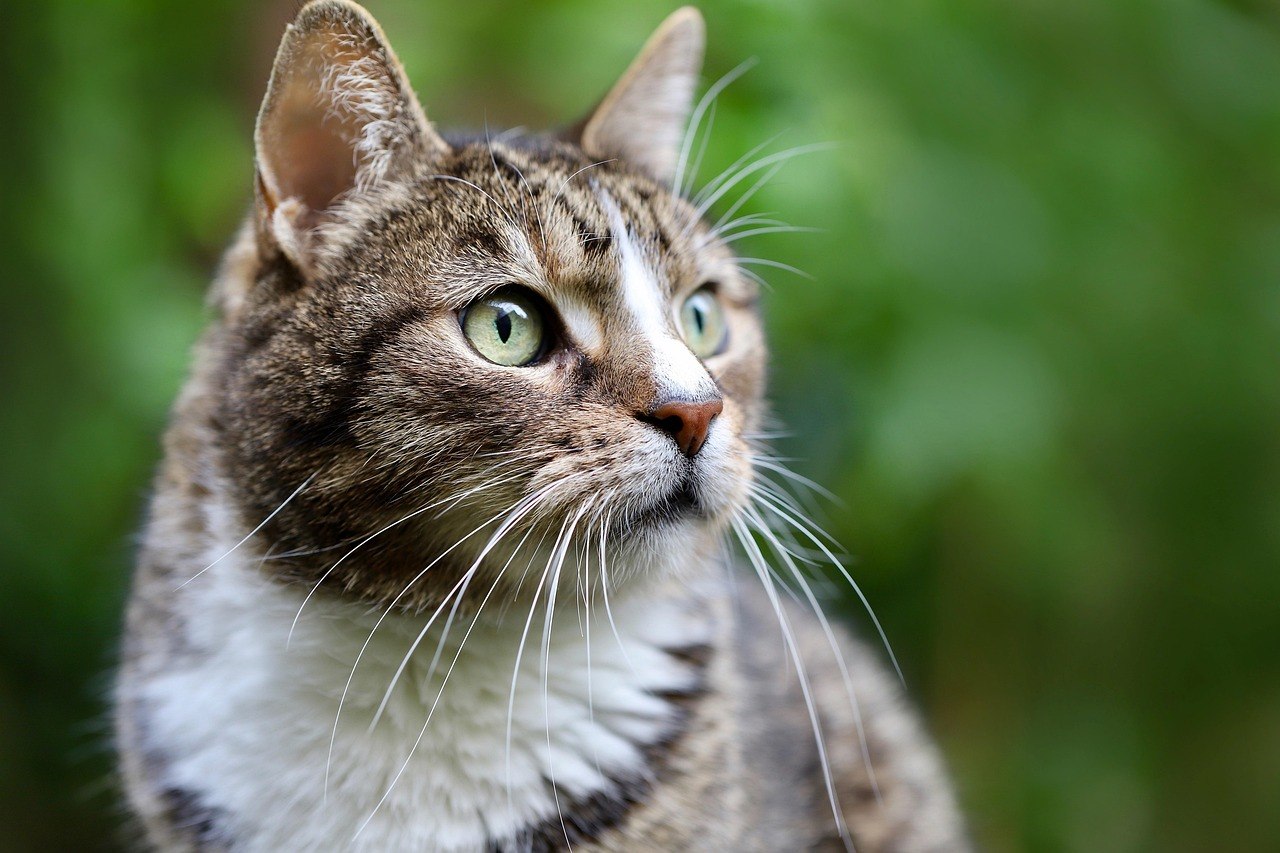 Close-up of a tabby and white cat with green eyes outdoors