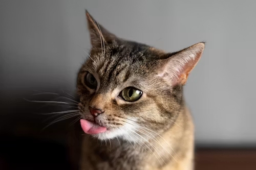 Close-up tabby cat sticking out tiny pink tongue