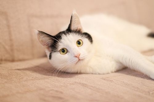 Curious black and white cat with bright yellow eyes lying on a beige sofa