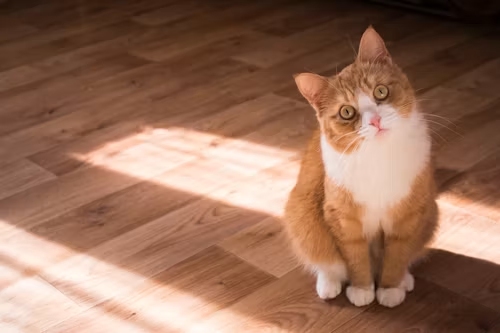 Curious orange and white cat sitting on sunlit wood floor