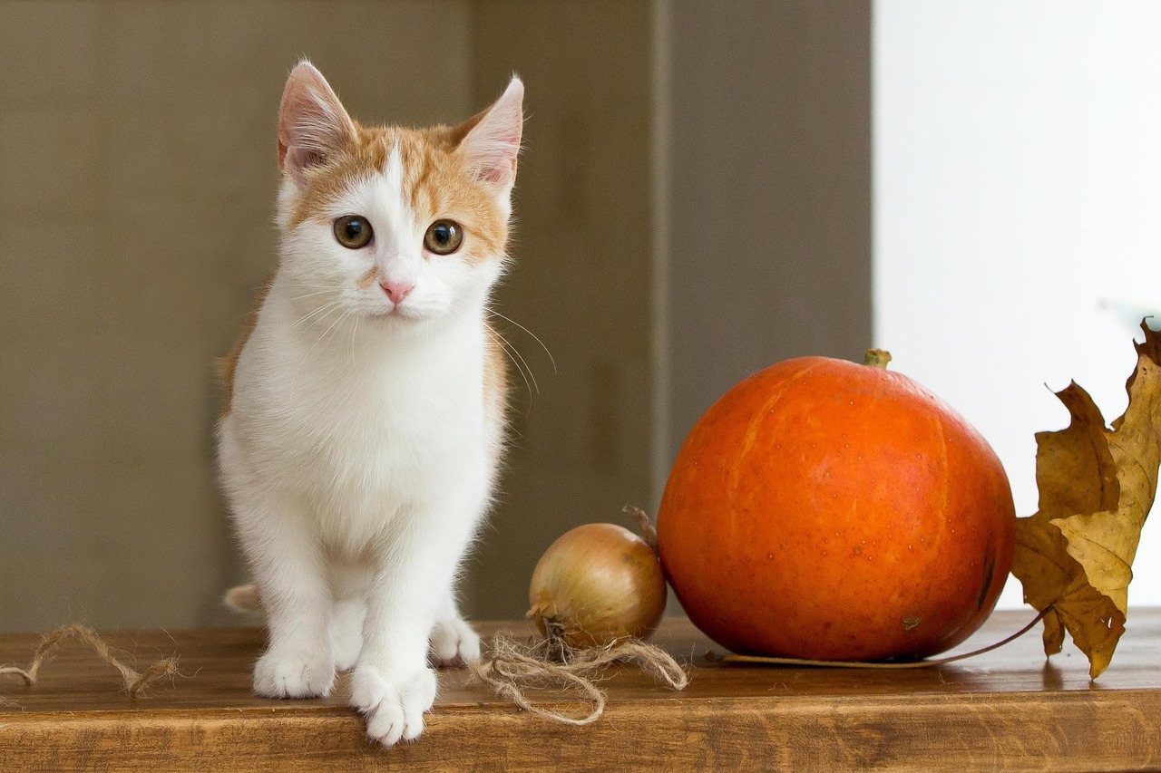 Cute orange white kitten with pumpkin on wooden table