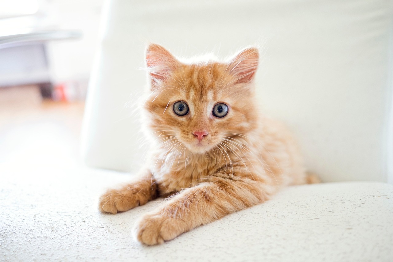 Fluffy ginger kitten with big blue eyes resting on a white surface