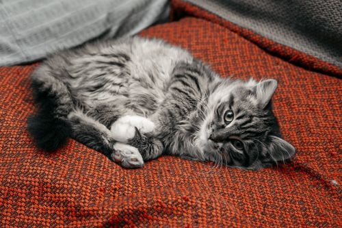 Fluffy grey long-haired tabby curled on textured orange fabric sofa
