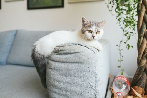Gray and white shorthair cat perched on the arm of a light gray sofa