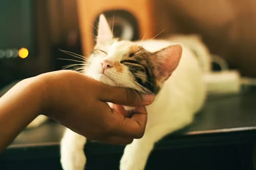 Hand gently petting relaxed white tabby cat with closed eyes