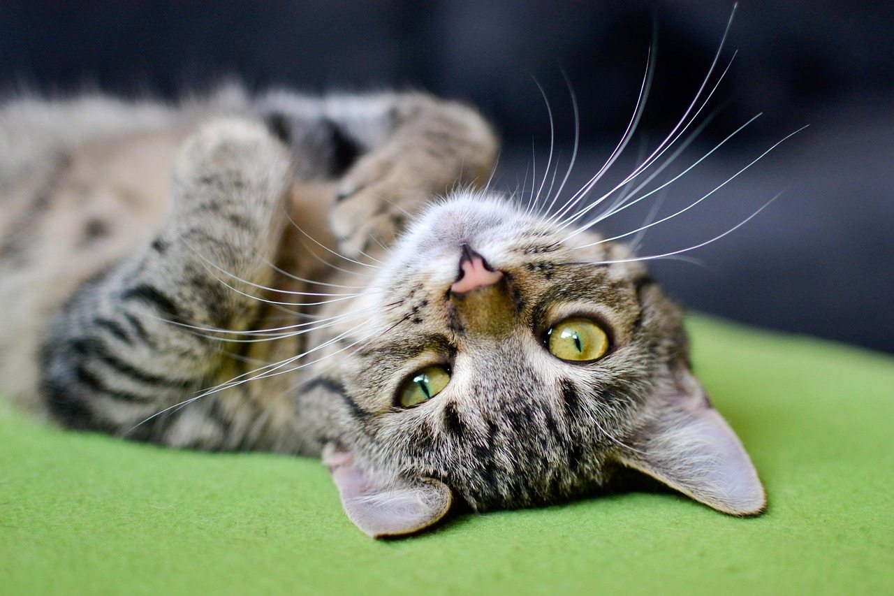 Playful tabby cat lying upside down on green mat