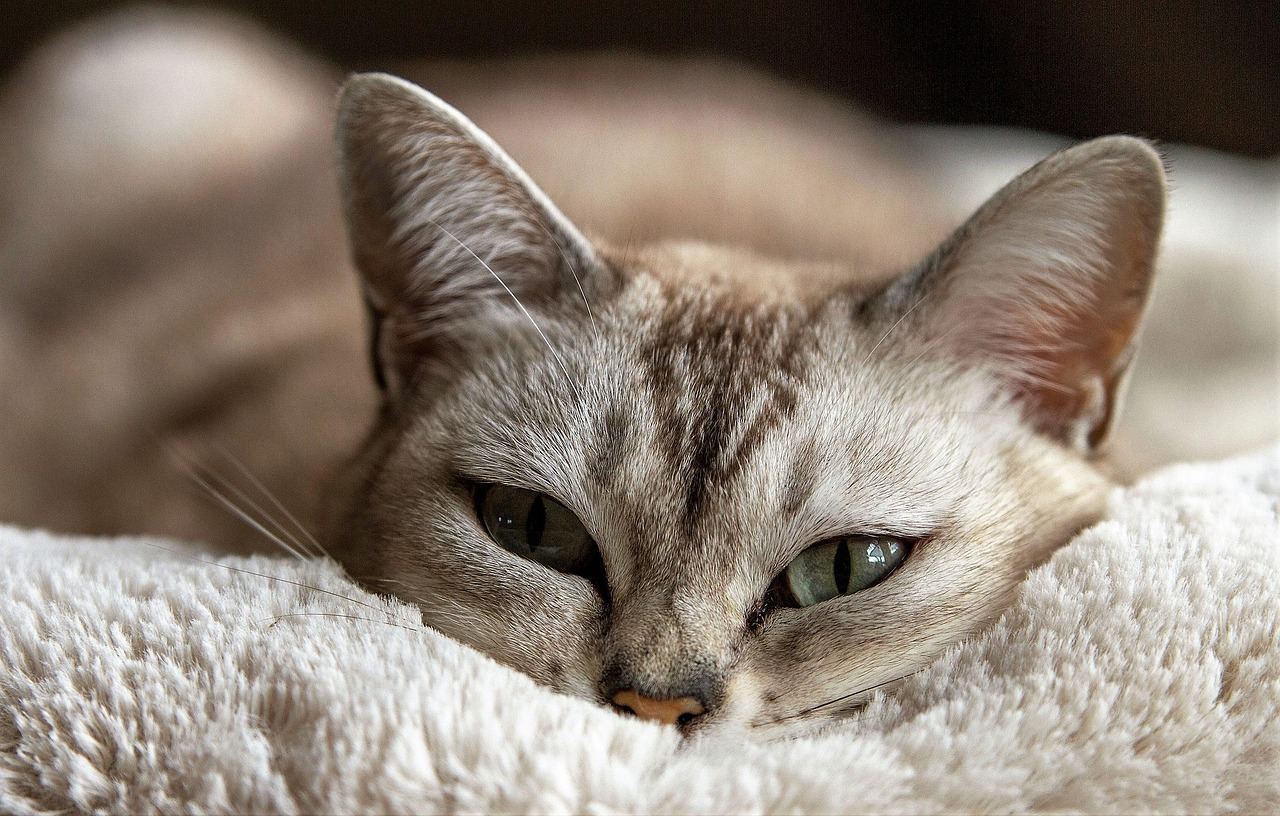 Silver tabby cat resting on fluffy blanket