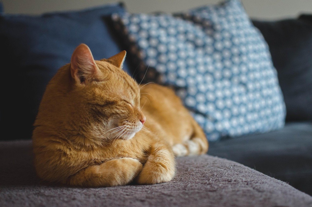 Sleepy ginger cat curled on gray sofa