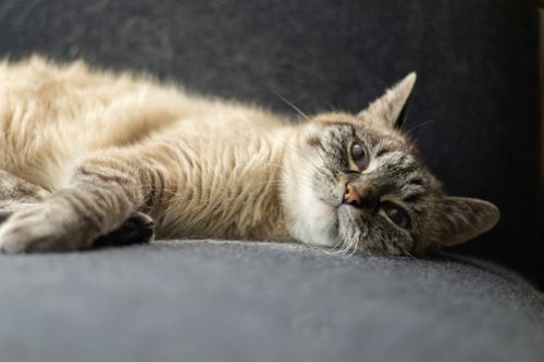 Sleepy tabby cat lying relaxed on a dark gray couch