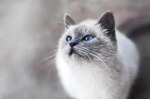 Soft portrait of fluffy grey cat with bright vivid blue eyes