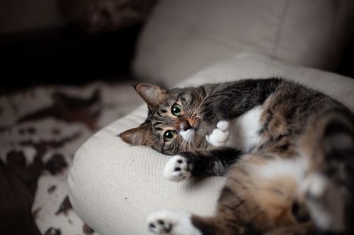 Tabby cat lying on its back on beige sofa cushion, green eyes looking at camera