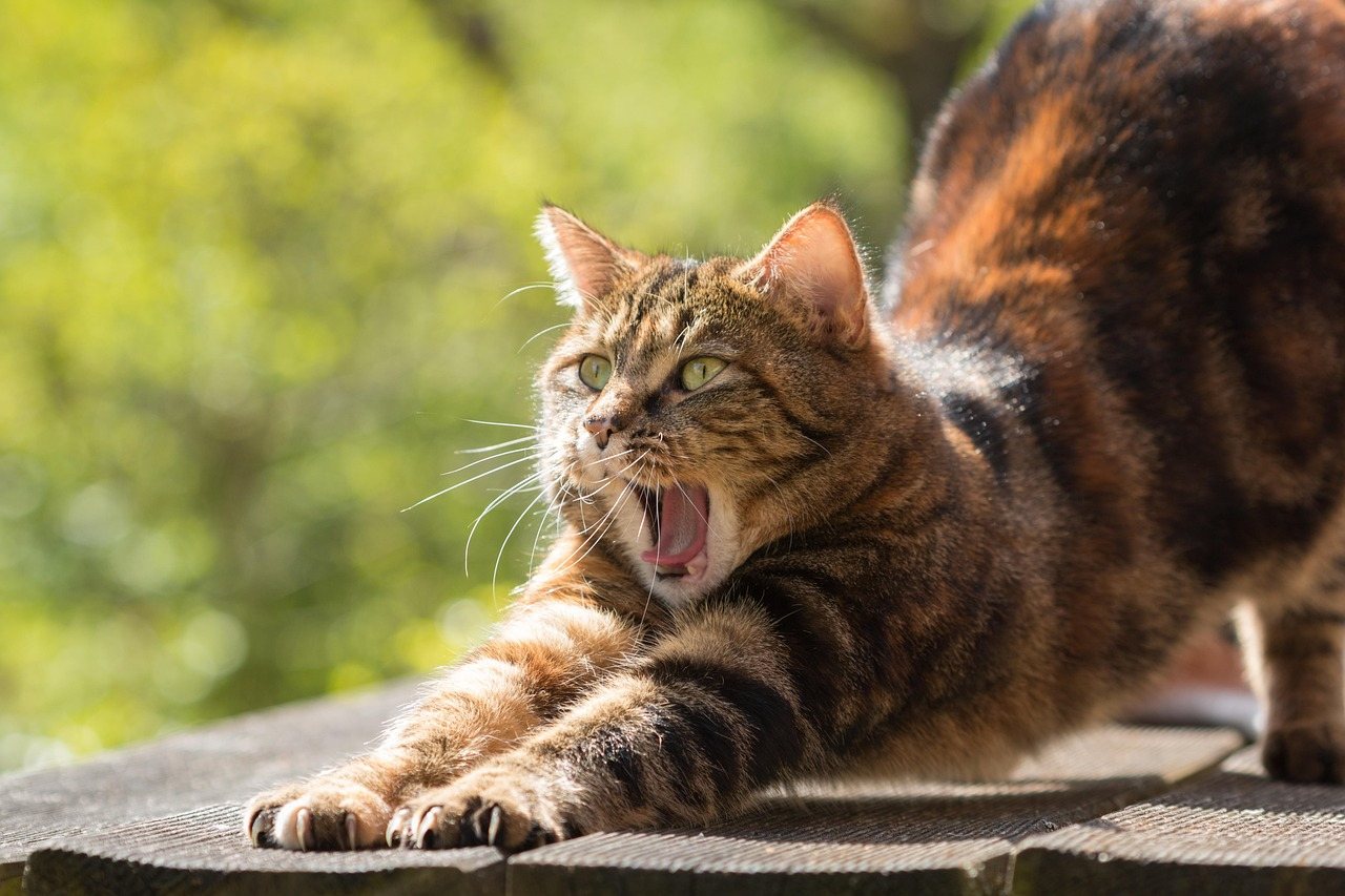 Tabby cat stretching wide and yawning on wooden deck