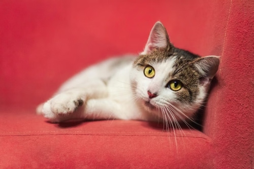 White and tabby cat resting on bright red couch, big yellow eyes staring forward