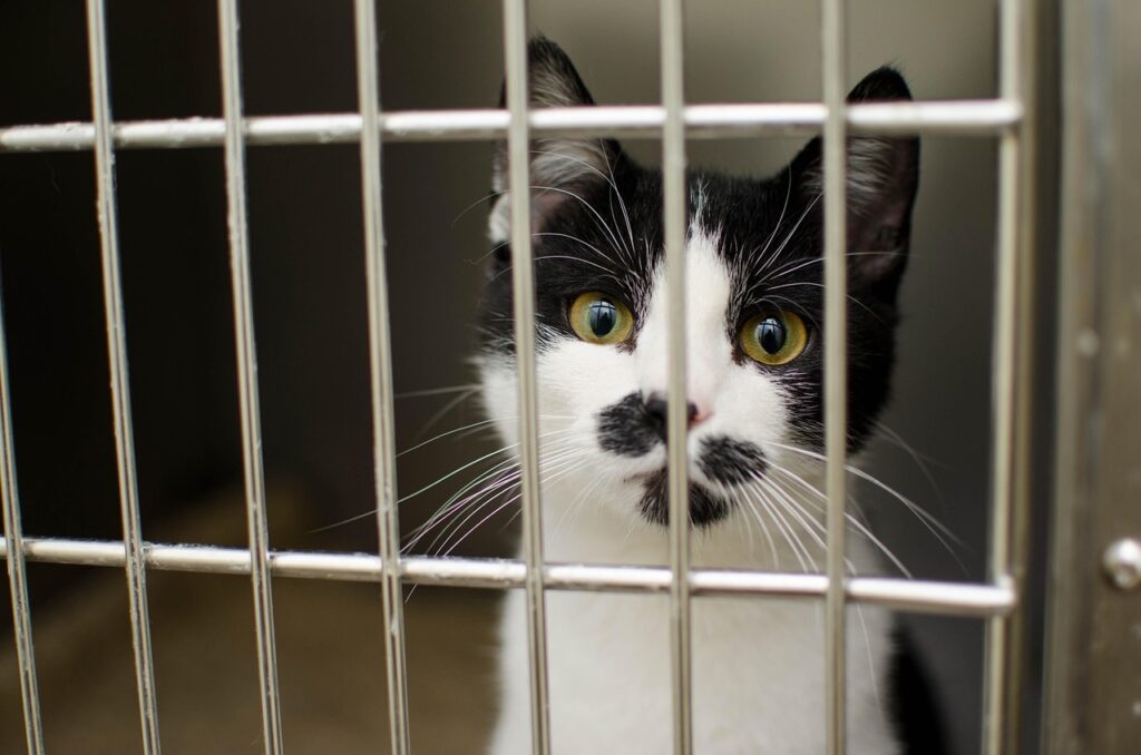 Black and white shelter cat staring through metal cage bars