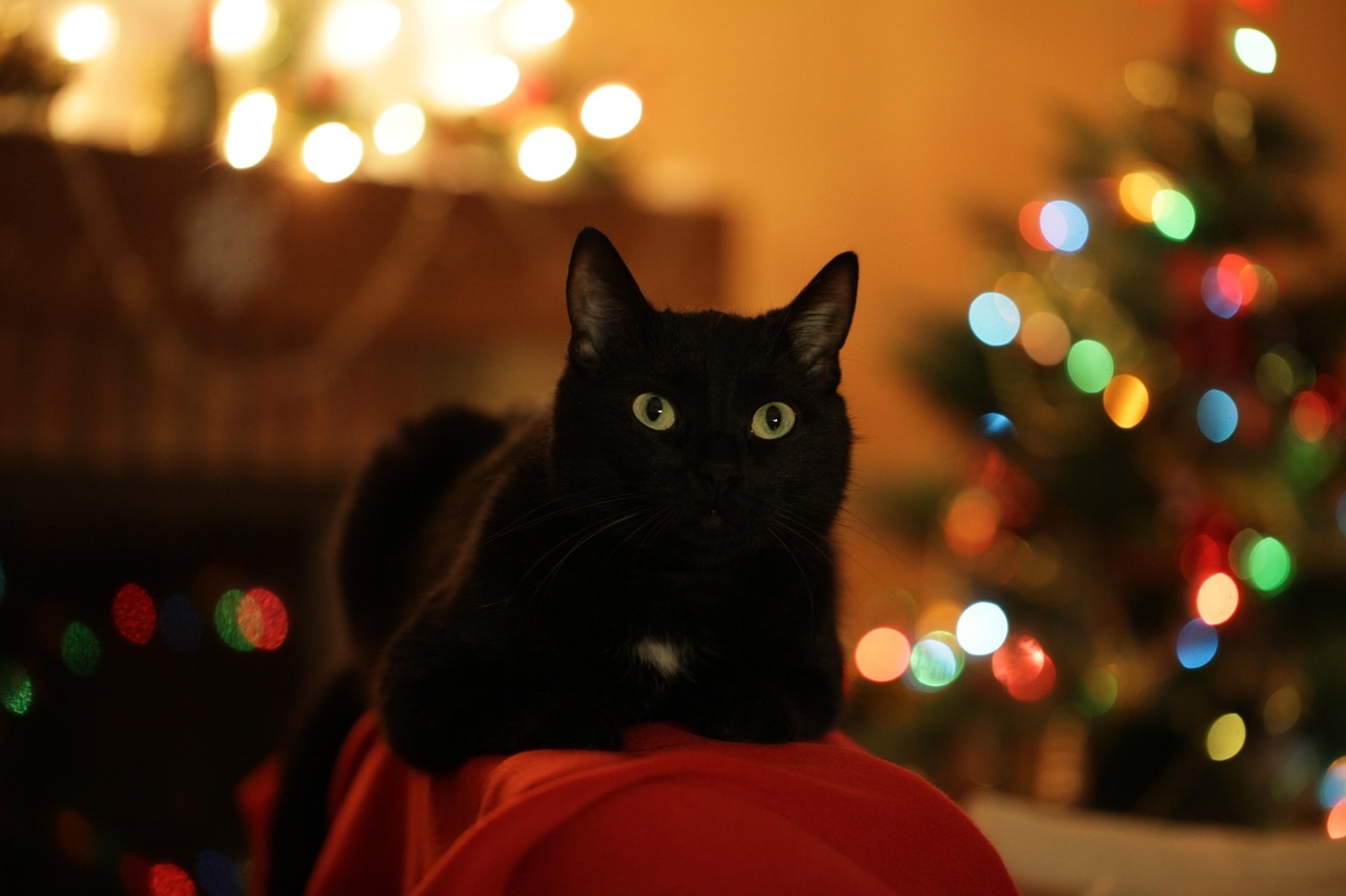 Black cat with white spot by Christmas lights