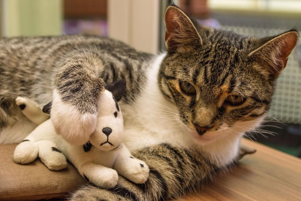 Brown tabby cat hugging small cat plush toy