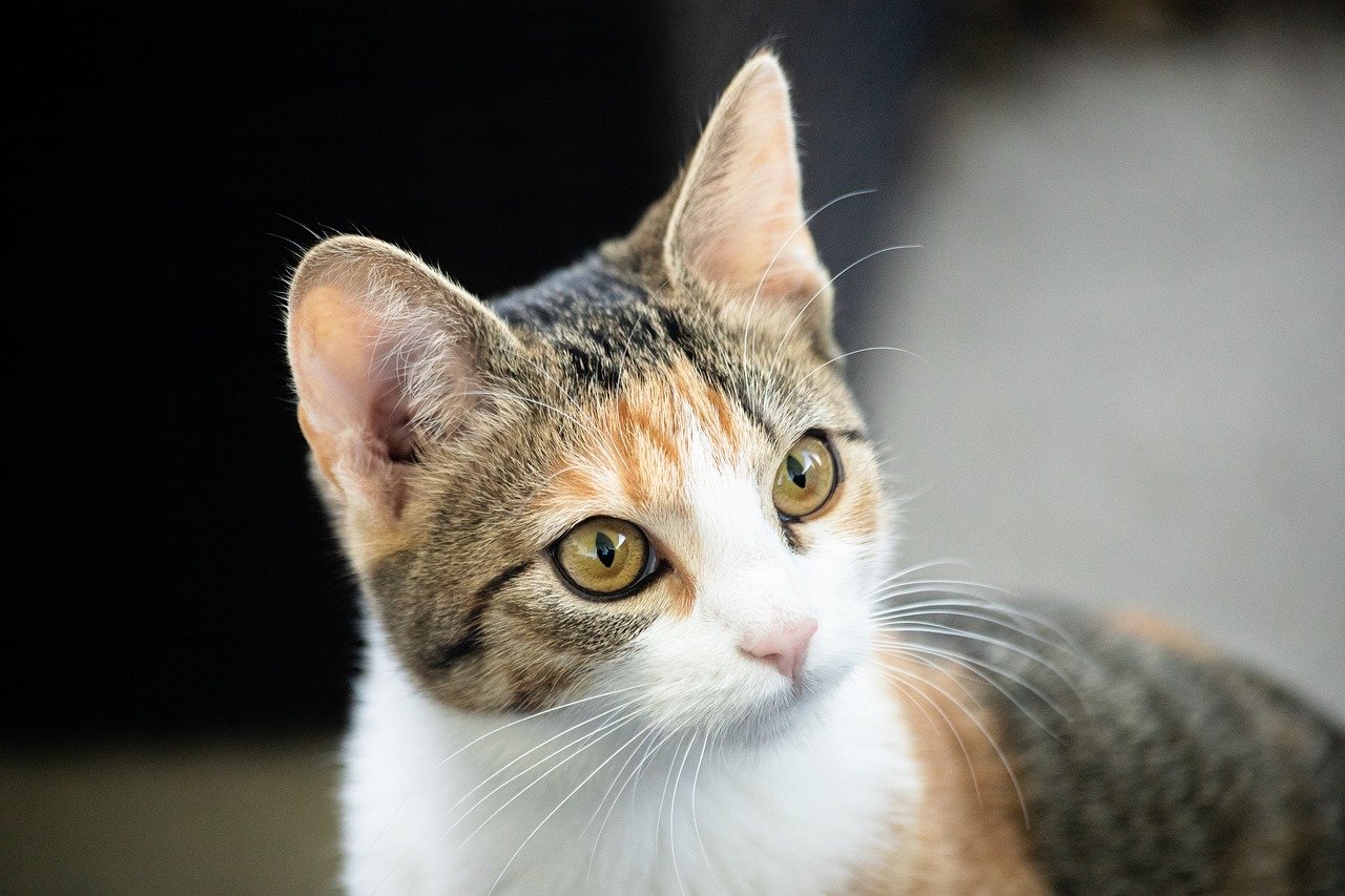 Calico tabby cat close-up portrait with soft blurred background