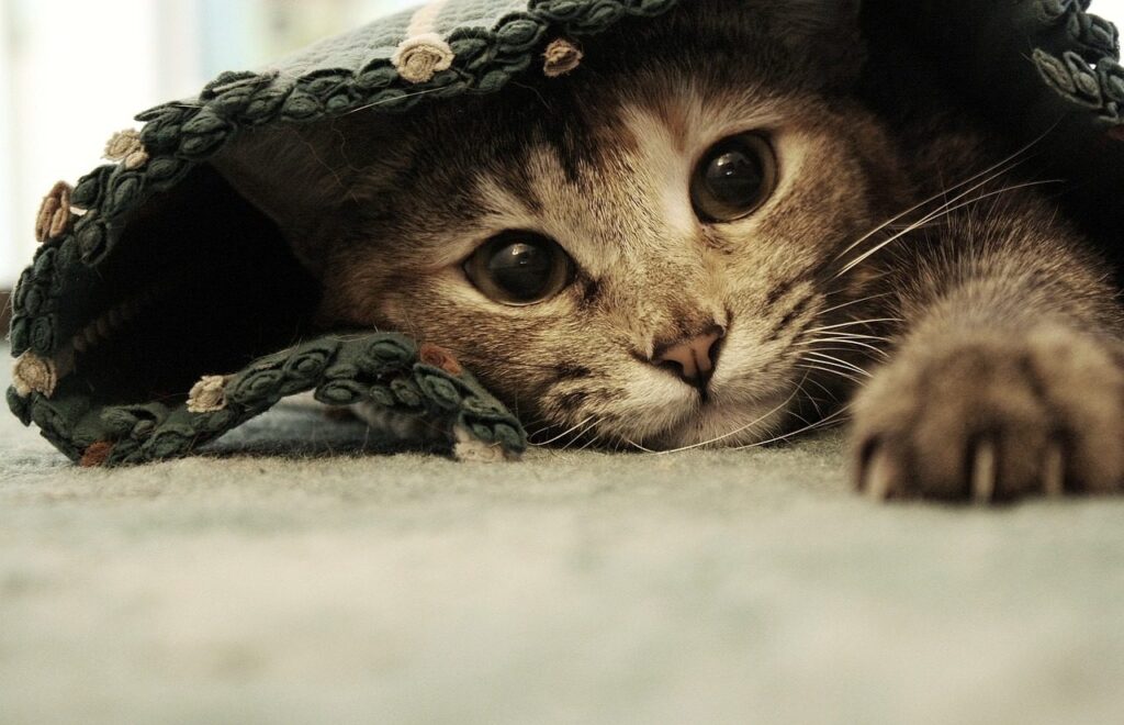 Cute tabby kitten peeking out under green fabric
