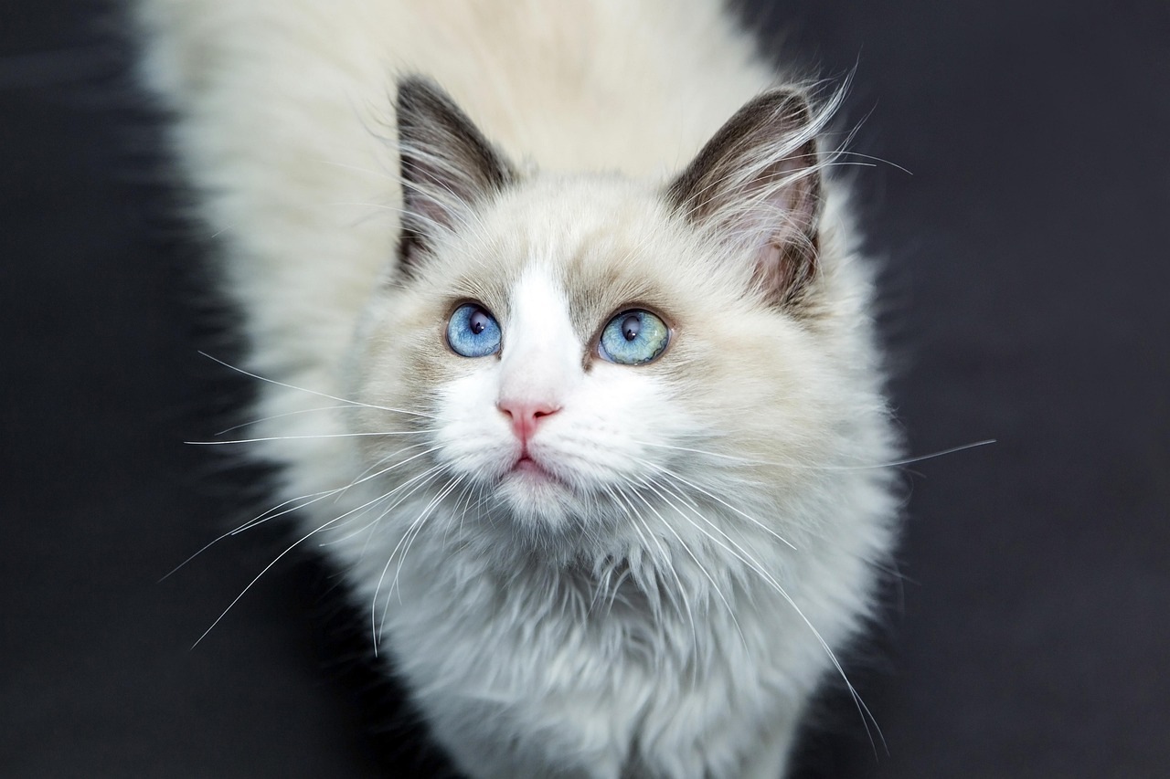Fluffy Ragdoll cat with bright blue eyes close-up portrait