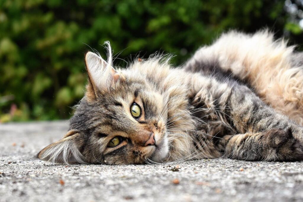 Fluffy long-haired Maine Coon cat lying on concrete ground