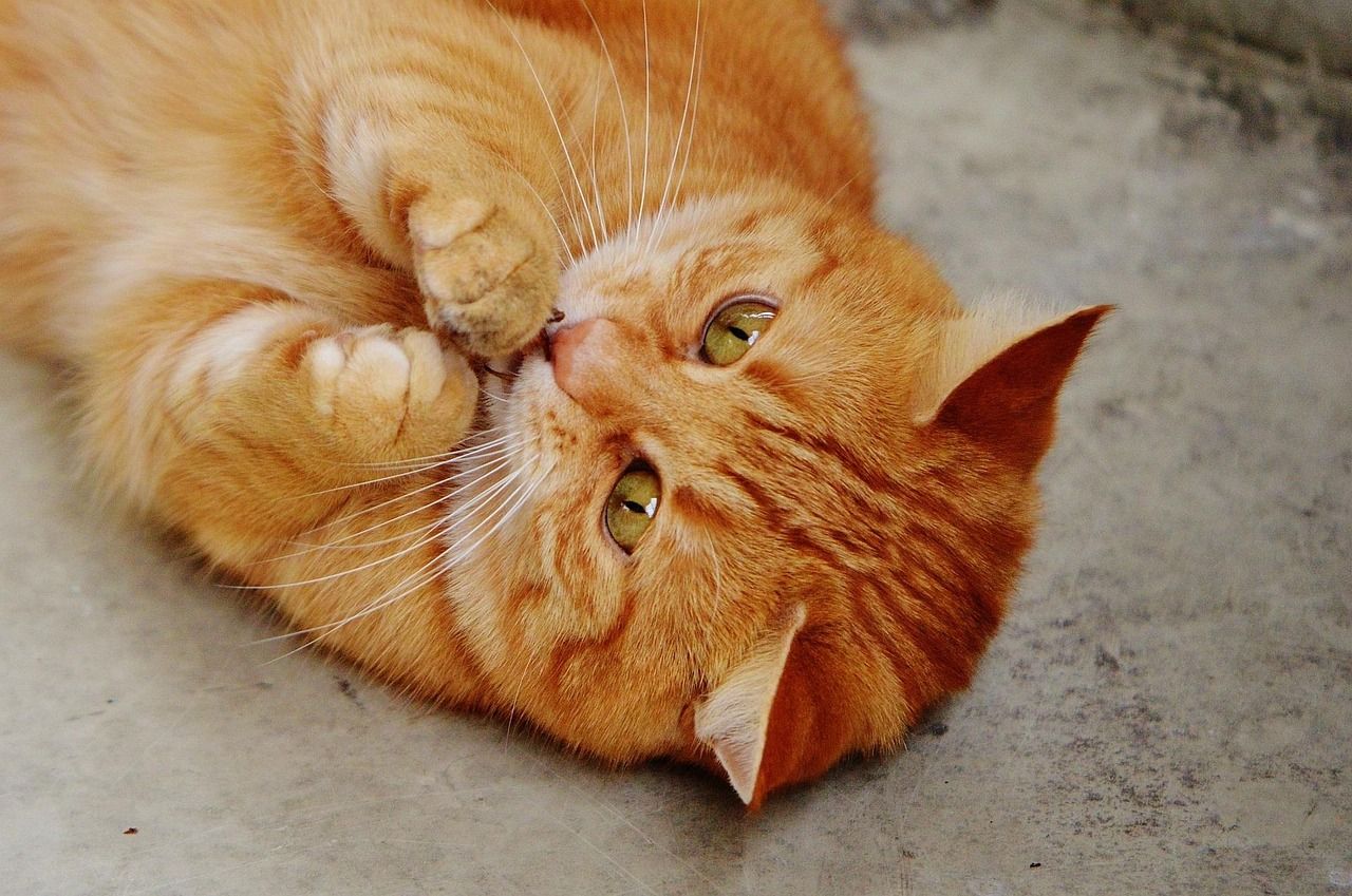 Fluffy orange cat lying on its back