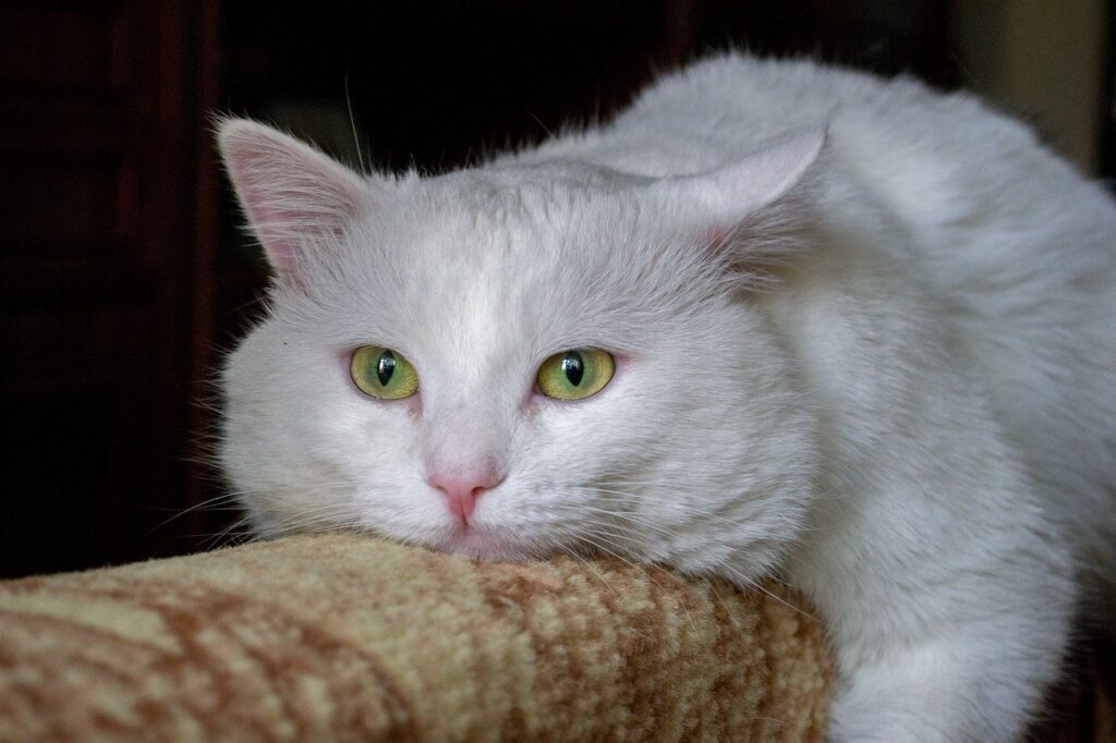 Fluffy white cat resting its head on textured couch armrest