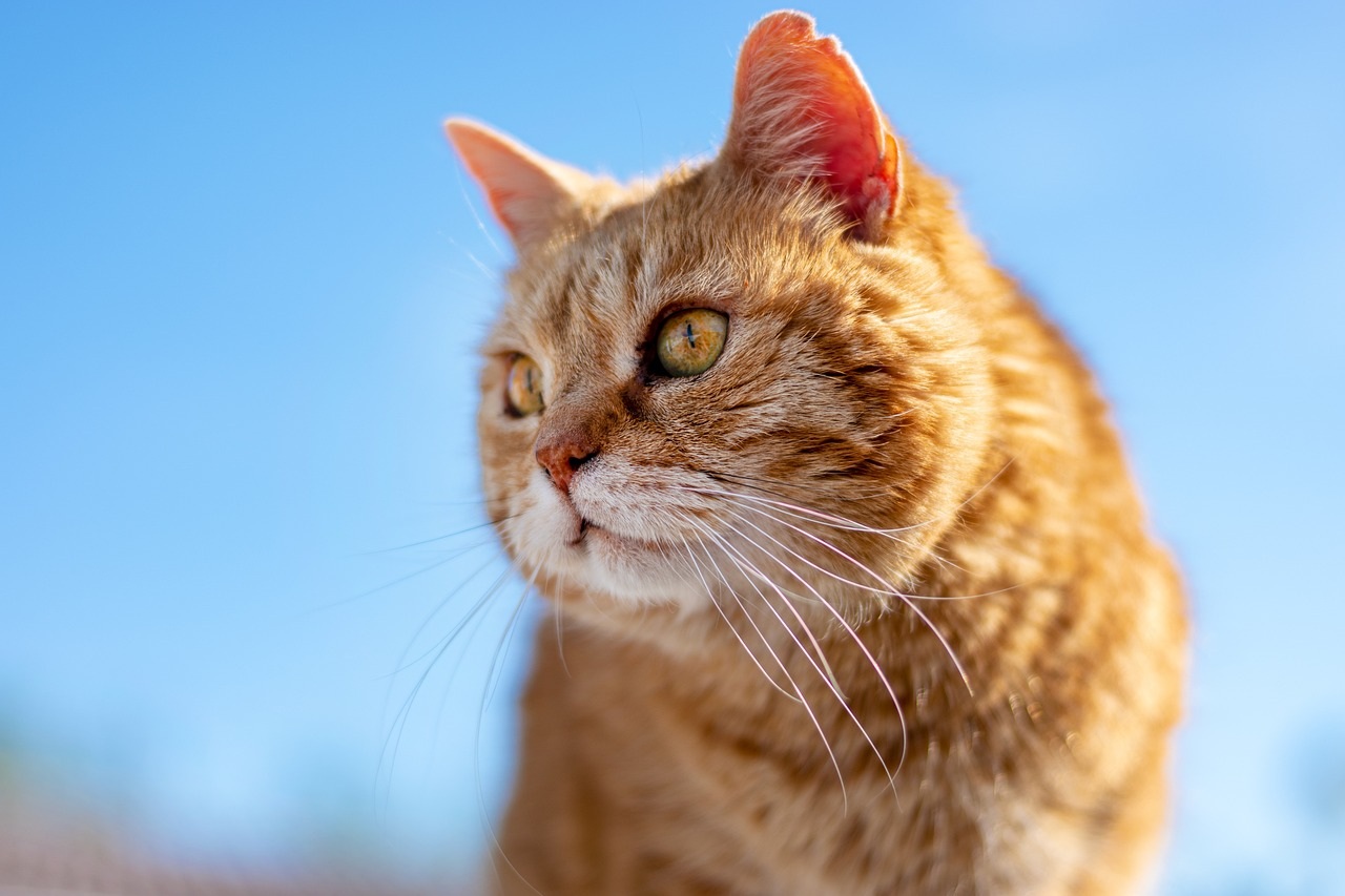 Ginger tabby cat headshot against clear bright blue sky