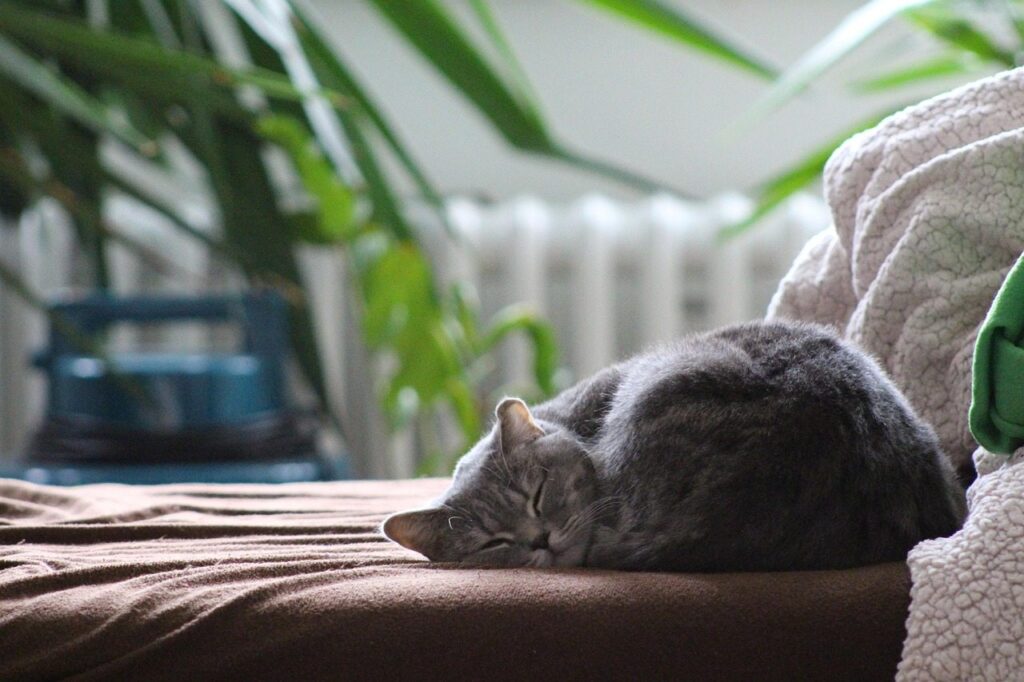 Gray shorthair cat curled asleep on brown fabric sofa