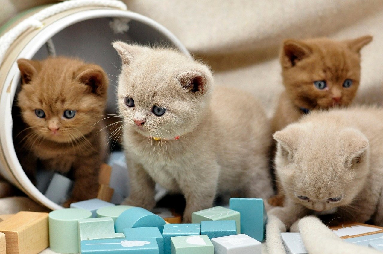 Group of cute British shorthair kittens playing with wooden blocks