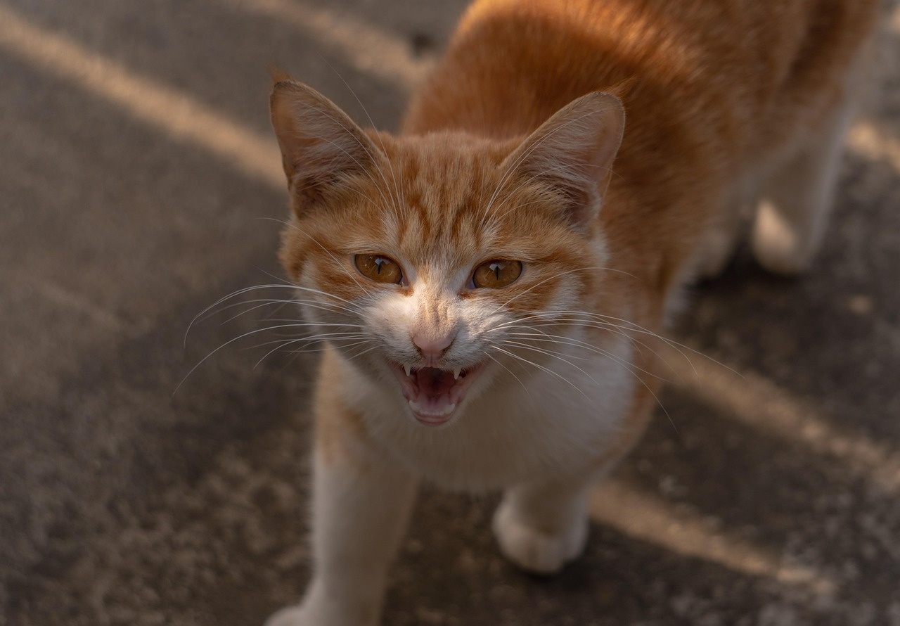 Hissing orange tabby cat staring up close