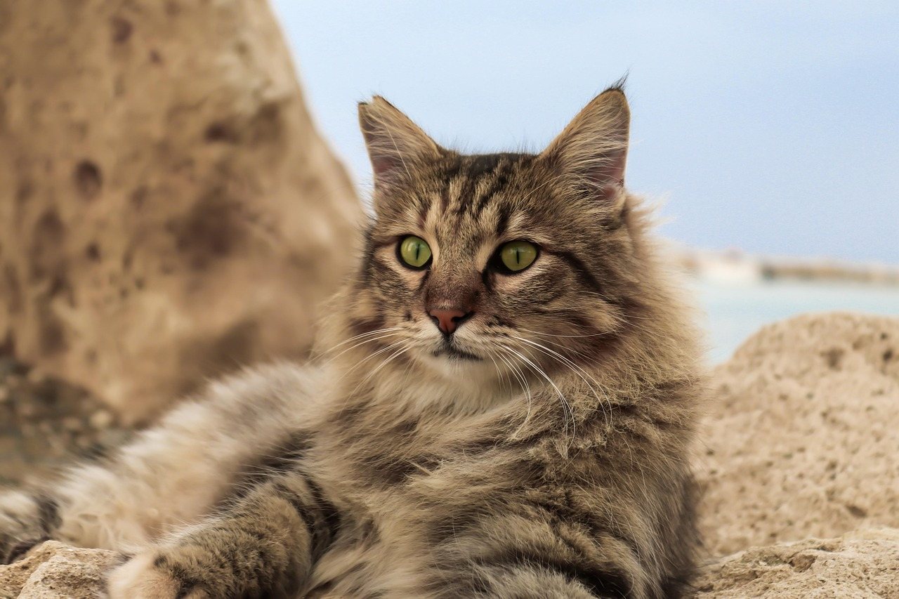 Long-haired tabby cat with green eyes resting on seaside rocks
