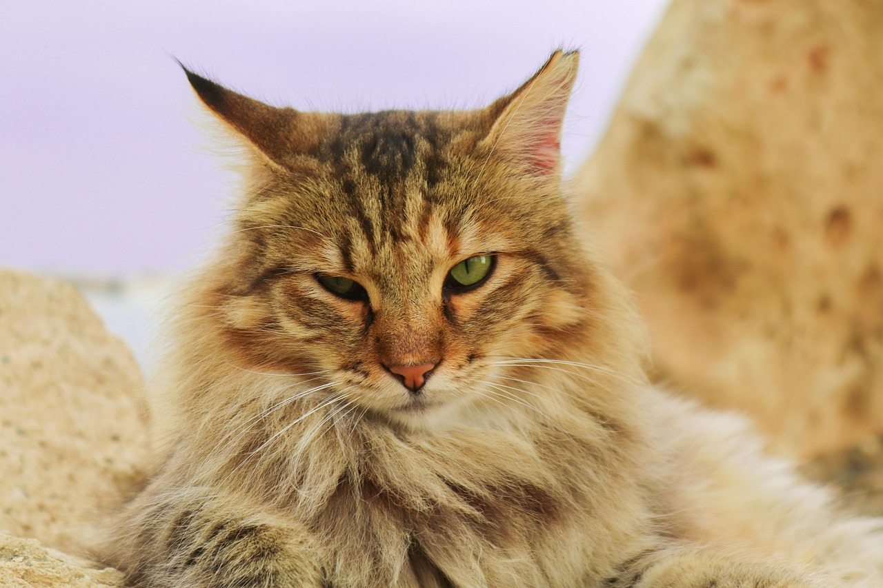 Majestic fluffy Maine Coon cat with vivid green eyes outdoor shot