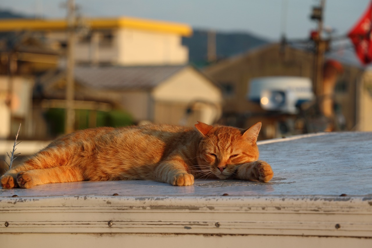 Orange tabby cat dozing on rooftop at sunset