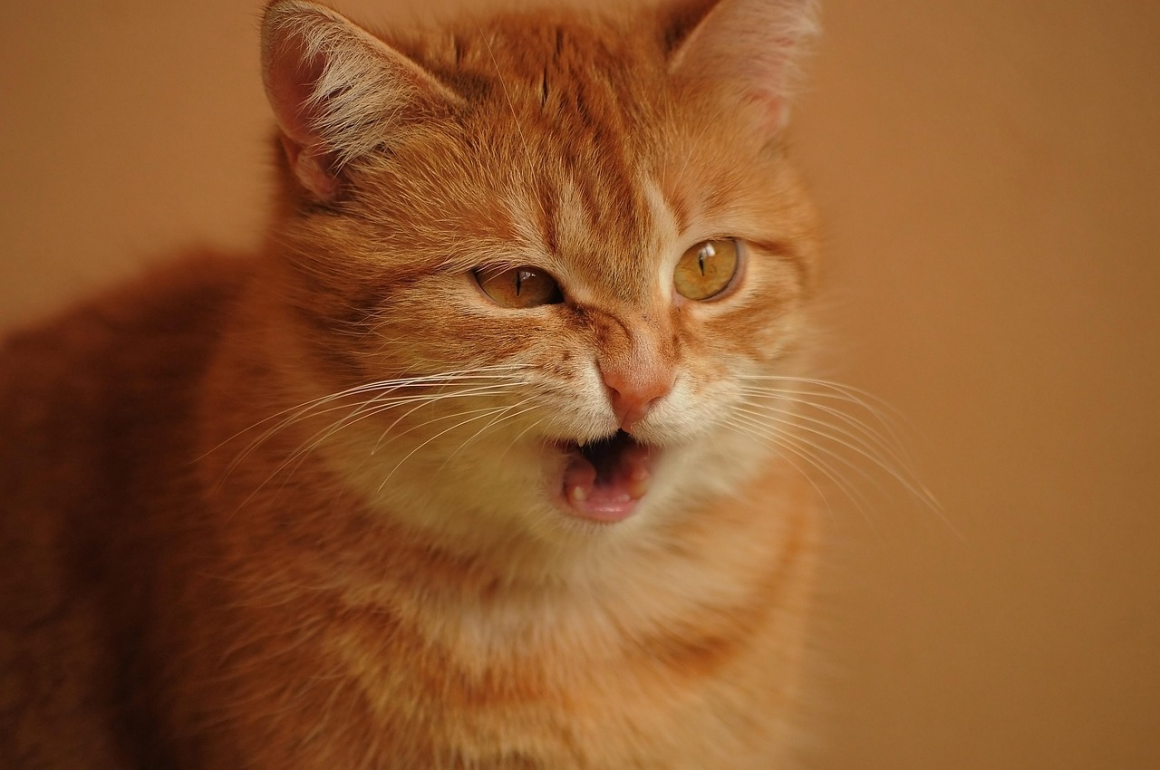 Orange tabby cat meowing against warm beige background