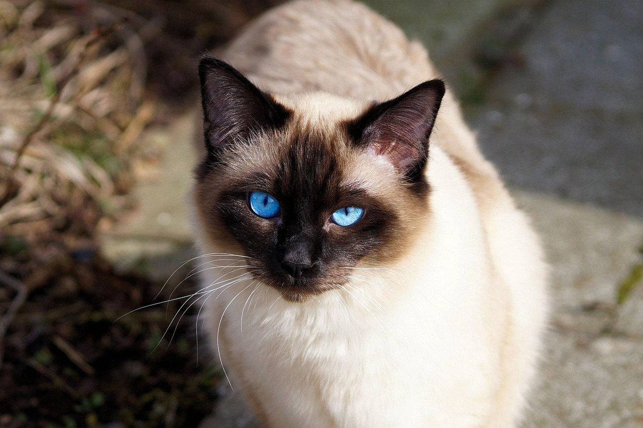 Siamese cat with bright blue eyes staring at camera