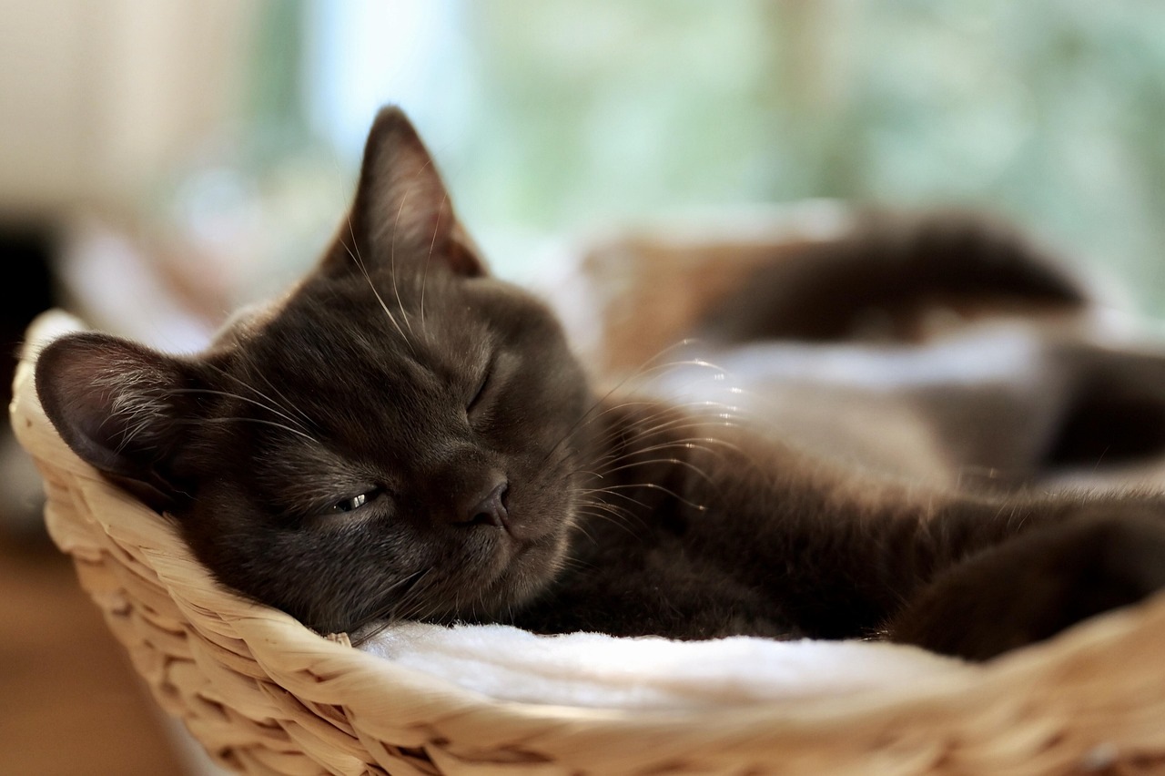 Sleepy gray cat napping in wicker basket