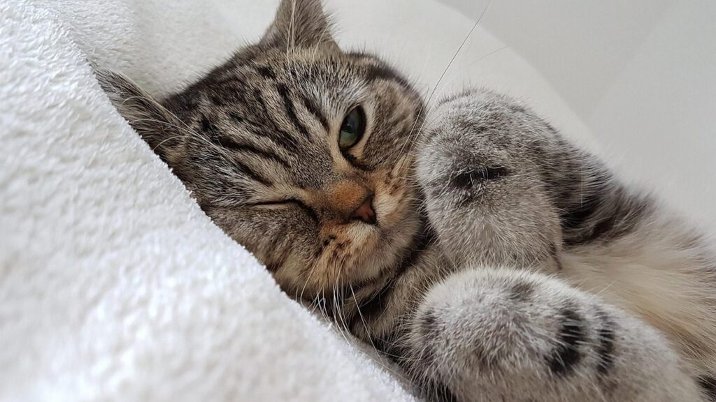 Sleepy silver tabby cat curled on soft white towel