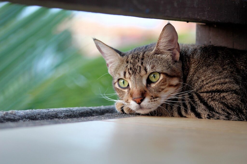 Tabby cat lying by window with blurred green foliage background