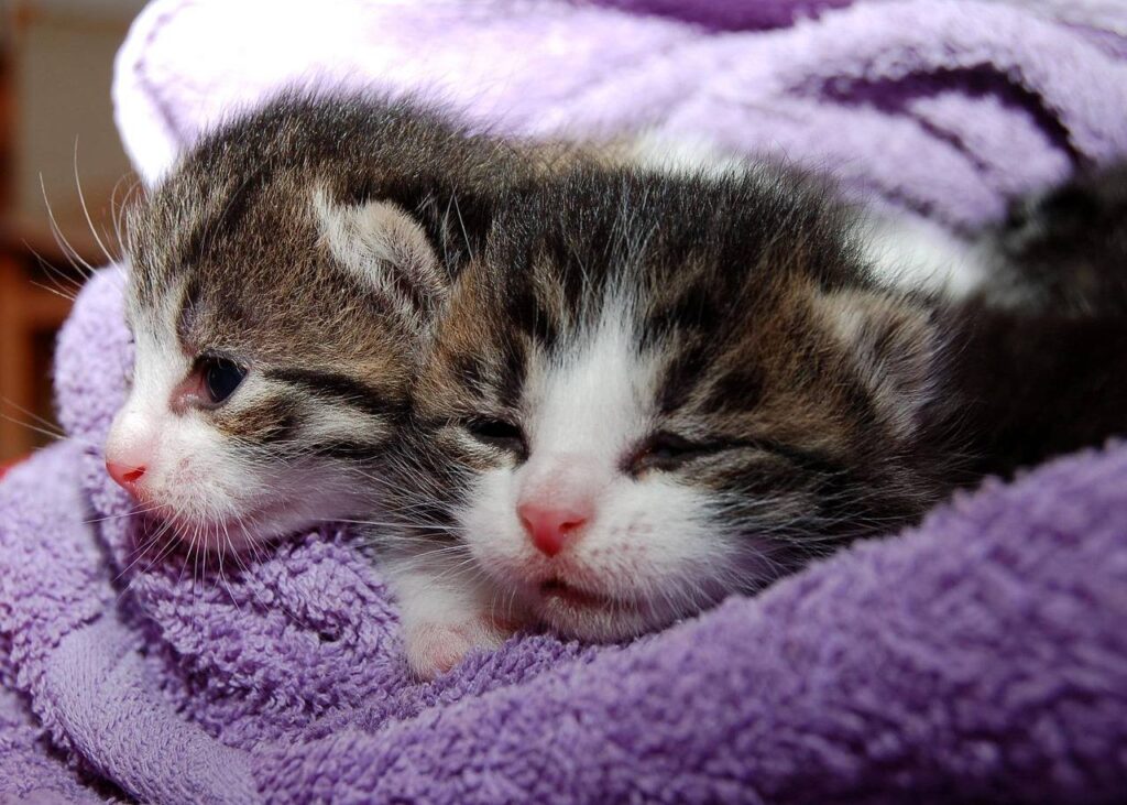 Two tiny tabby kittens snuggled on soft purple towel