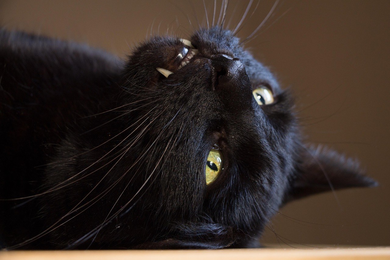 Upside-down black cat showing fangs
