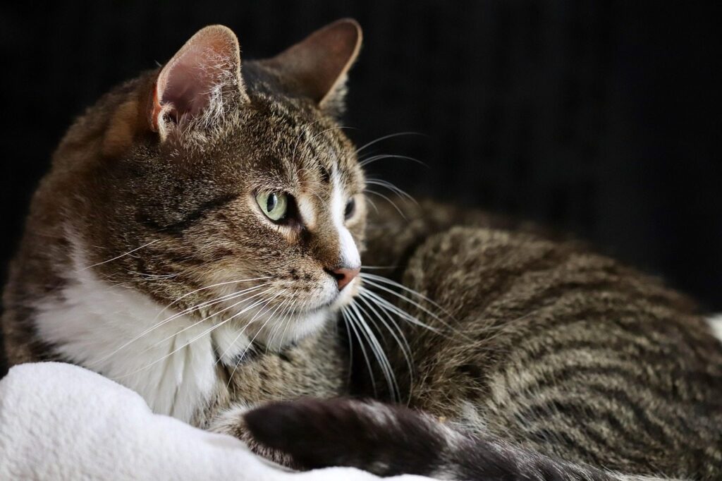 Adult tabby cat resting and looking sideways