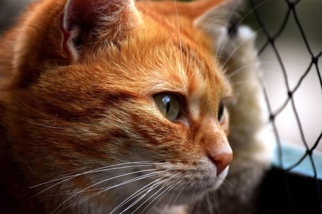 Close profile shot of ginger tabby cat face