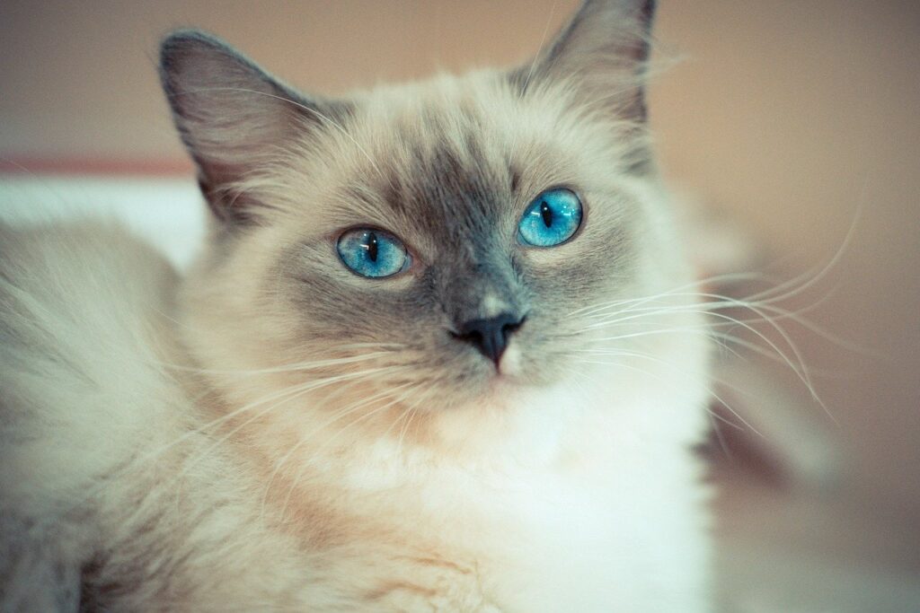 Close-up portrait of blue-eyed ragdoll cat