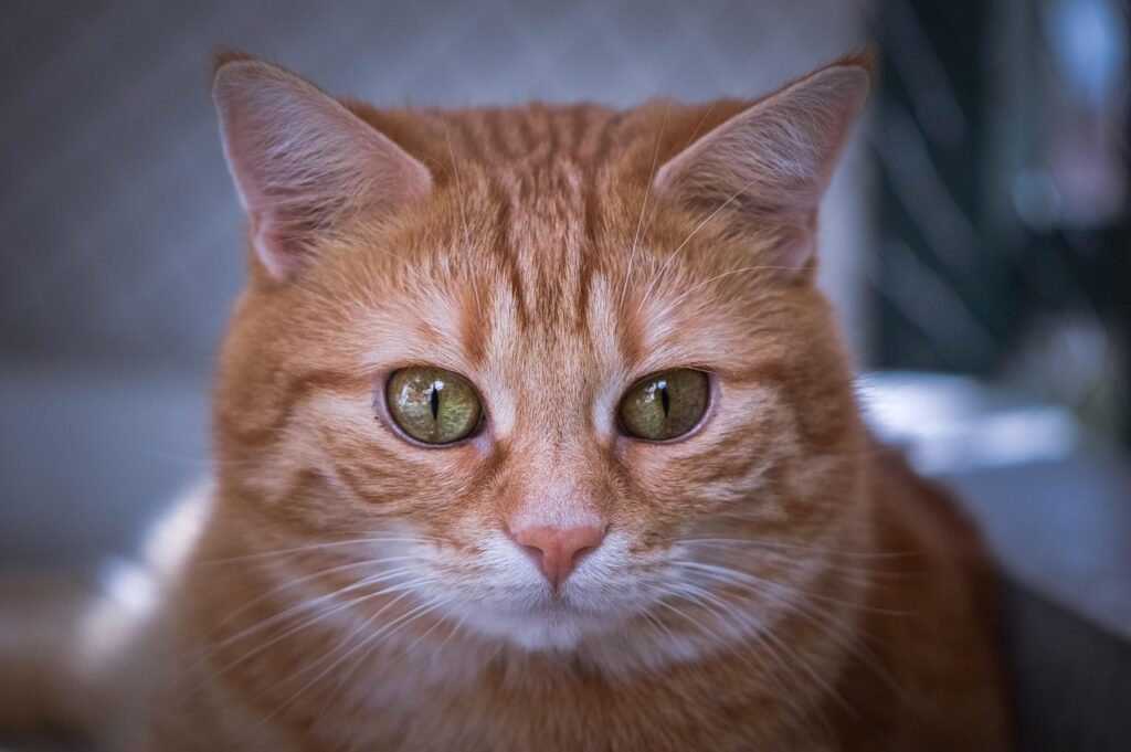 Close-up portrait of ginger tabby cat with green eyes