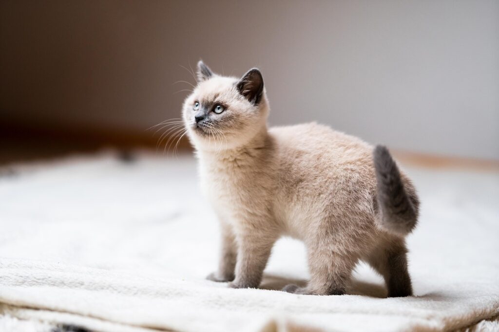 Cute seal point British Shorthair kitten indoor shot