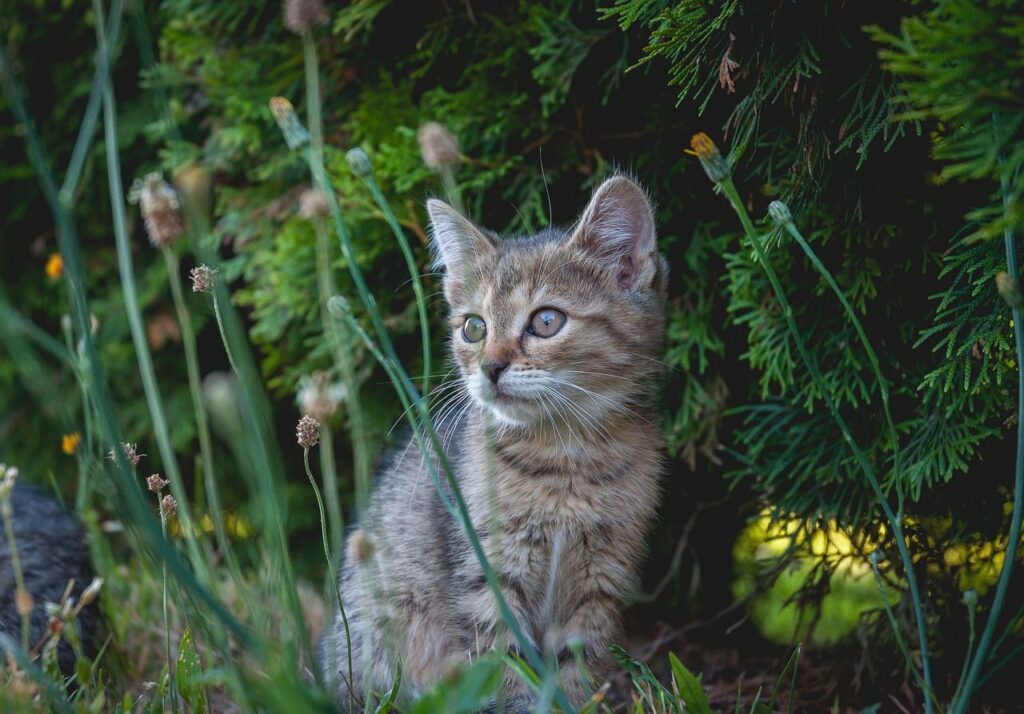 Cute tabby kitten sitting among garden green plants